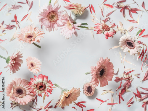Floral frame made with flying flowers at white background. Levitating blooming of pink gerbera in circle shape. Top view.