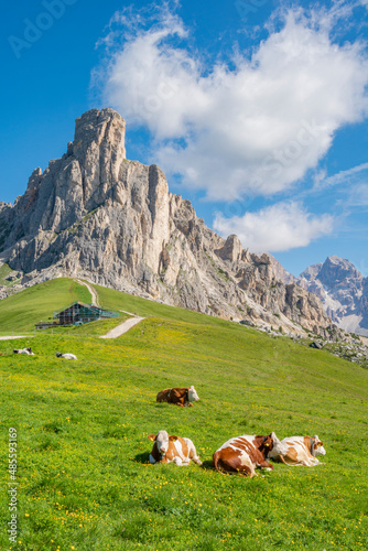 Beautiful mountain view, resting cows and green alpine meadows, Giau Pass, Dolomites, Italy
