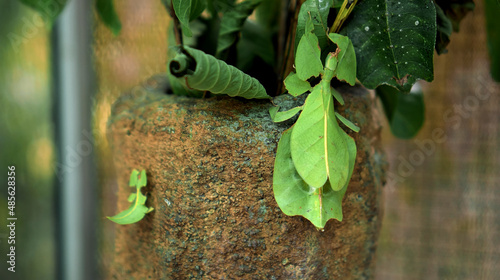 Leaf Insect the green Phylliidae sticking under a leaf and well camouflaged and themes towards the stem