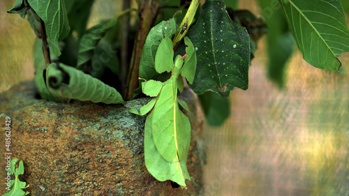 Leaf Insect the green Phylliidae sticking under a leaf and well camouflaged and themes towards the stem