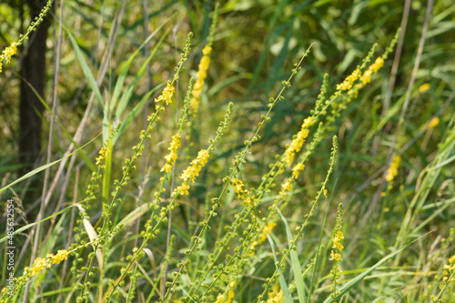 Common agrimony in bloom closeup view with selective focus on foreground