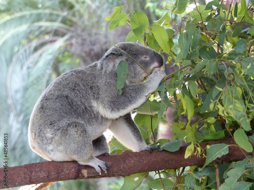 A closeup of a cute koala eating eucalyptus leaves in a zoo with a blurry background