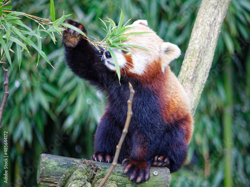 Panda roux qui mange des feuilles de bambou dans le parc animalier de Branféré en Bretagne. C'est un mammifère protégé et en danger d'extinction