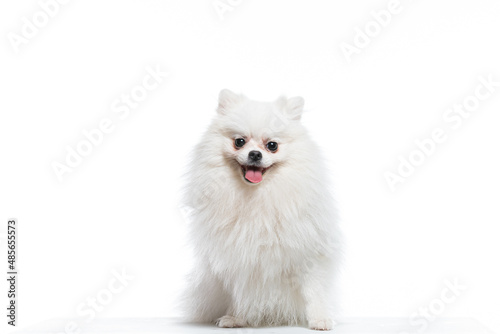 spitz branco em estudio fotográfico em fundo branco