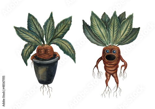 Watercolor illustration. A mandrake sleeping in a flower pot and a mandragoa screaming.