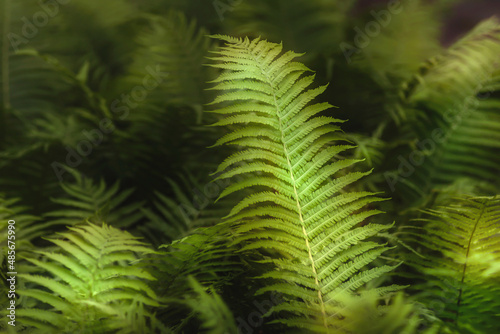 Zielone podświetlone soczyste liście paproci leśnej w zaciszu leśnych drzew. Makro 