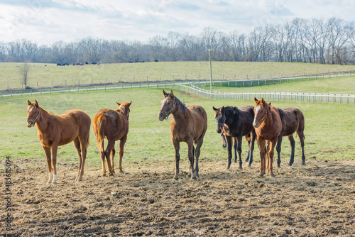 A herd of yearling Thoroughbreds in a muddy area of a pasture in Kentucky.
