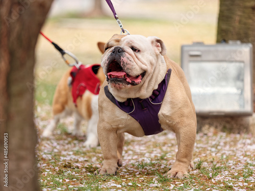 Strong dog in garden wearing vest, portrait of American bully Pitbull.