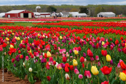 View of a colorful tulip field with flowers in bloom in Cream Ridge, Upper Freehold, New Jersey, United States