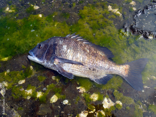 Japanese most popular fishing target saltwater fish “Black sea bream ( Kurodai, Chinu )”. 大型のクロダイ（チヌ）の魚体を磯のタイドプールで撮った写真。