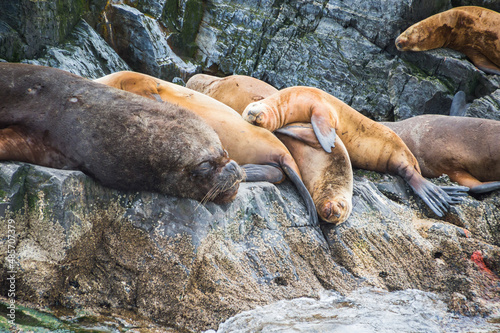 Beagle Channel Sea Lion colony, Ushuaia, Tierra Del Fuego, Patagonia, Argentina, South America