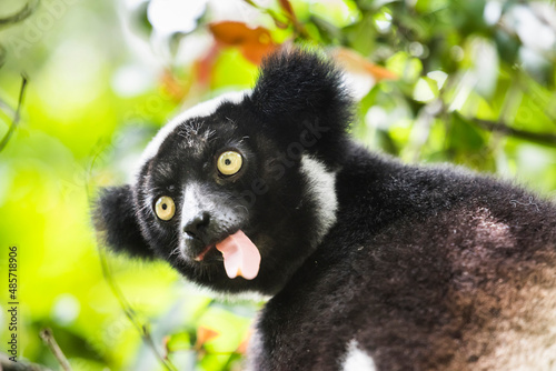 Indri aka Babakoto (Indri Indri), a large lemur in Perinet Reserve, Andasibe-Mantadia National Park, Eastern Madagascar