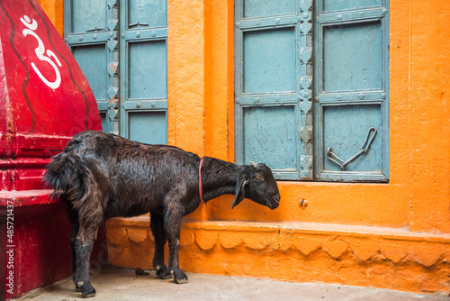 Goat on the streets of Varanasi, Uttar Pradesh, India