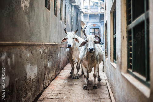 Cows on the streets of Varanasi, Uttar Pradesh, India