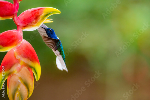 White-necked Jacobin (Florisuga mellivora aka Collared Hummingbird) Boca Tapada, Alajuela Province, Costa Rica