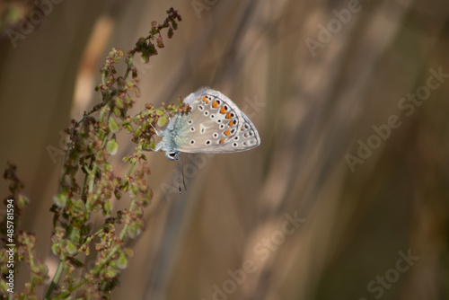 Motyl modraszek ikar siedzi na roślinie na brązowym tle łąki