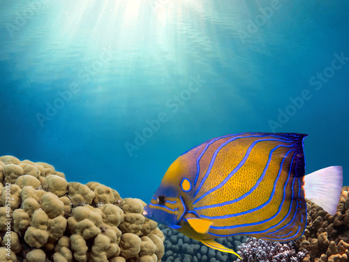 coral reef scenery with angelfish
