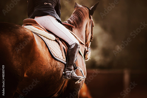 Rear view of a bay horse with a rider in a leather saddle. Equestrian sports. Horse riding. Equestrian competitions.