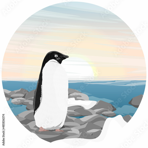 Round composition. Adelie penguin on a pebbly ocean shore. Birds of the South Pole. Realistic vector landscape