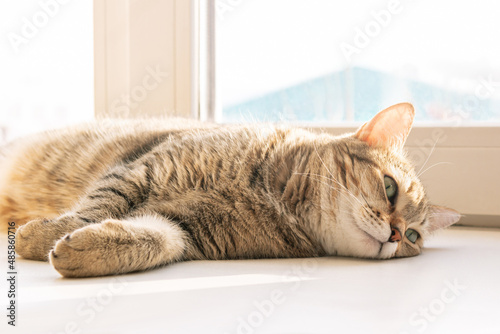 Close-up of a young adorable sad tabby cat lying on the windowsill enjoying a sunny day. Pet at home