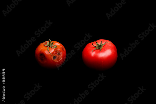 spoiled tomato with rot on a white or black background