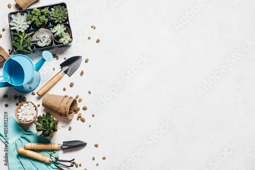 Gardening - set of tools for gardener and succulents seedlings on white table background. Spring garden works concept, home jungle, home hobby for whole family.