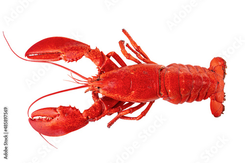 Cooked Atlantic lobster on a white background.