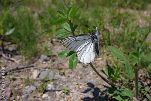 エゾシロチョウの飛翔（北海道・鶴居村） 