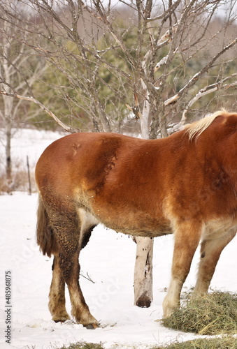 Close up of a Horse with Mud Fever on its back legs and Rain scald on its back