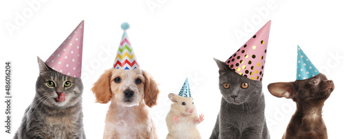 Cute pets with party hats on white background, collage. Banner design
