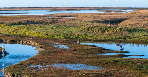 A view of the salt marsh at Rye Harbour nature reserve