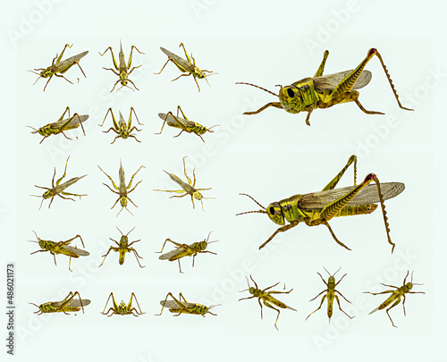 3d set of Grasshopper rendered from different angles, 3d grasshopper illustration