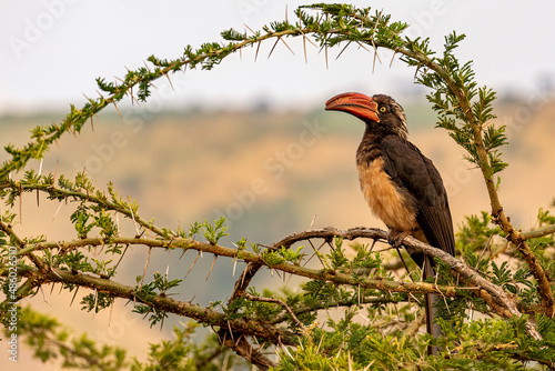 Crowned hornbill (Tockus alboterminatus) perched on acacia tree, Lake Mburo, Uganda