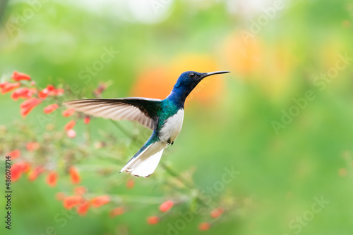 Colorful and tropical male White-necked Jacobin hummingbird, Florisuga mellivora, hovering in the air in a garden with a colorful blurred background.