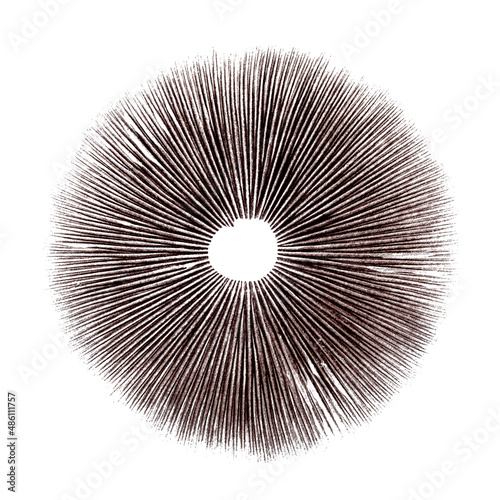Psilocybin mushroom spore print on white background