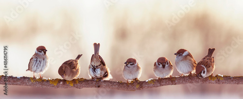 funny and angry little birds sparrows sitting on a branch in a sunny garden