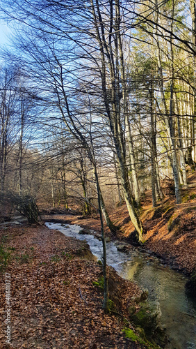 Forest view with little stream, Mount Fumaiolo, Forli Cesena, Emilia Romagna, Italy. 