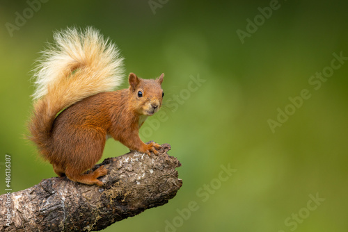 Red squirrel on a log looking, Scotland