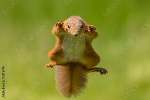 Red squirrel jumping, leaping, Scotland