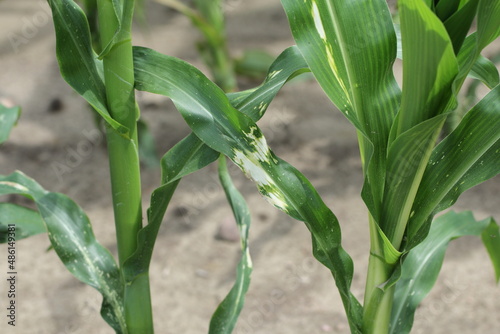 Phytotoxic effects of herbicide improper application on corn.