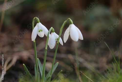 a group of three white snowdrops in the flower garden with a dark background in winter