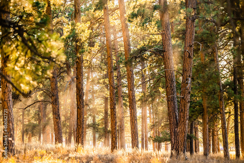 Pine Forest Lit With Rays of Sunshine