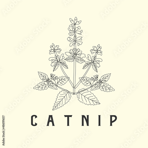 catnip line art illustration vector drawing engraving leaf vintage medical health flower nature