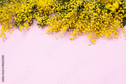 Mimosa or silver wattle Yellow Spring Flowers on the Pink Background Horizontal Copy Space Spring Background