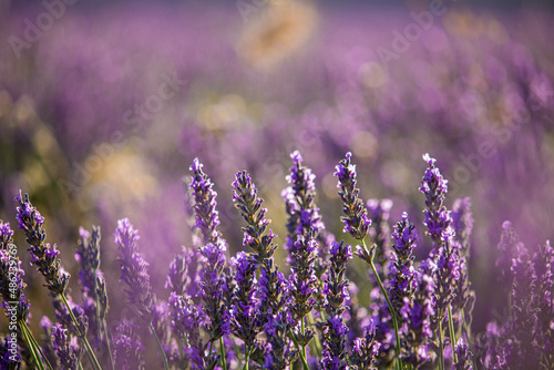 Campos de lavanda