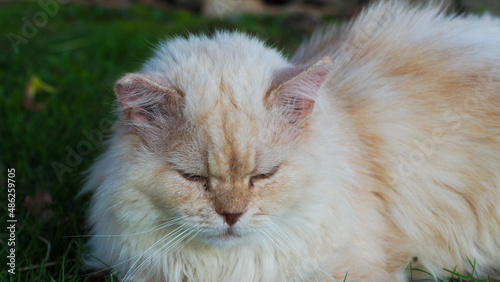 Voici Guizmo, un adorable chat persan très câlin et protecteur, qui rendra votre vie plus épanouissante
