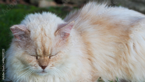 Voici Guizmo, un adorable chat persan très câlin et protecteur, qui rendra votre vie plus épanouissante