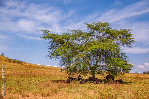 View of a herd of African buffaloes gathering and lying in the shade of a lone fever tree in the savannah of Lake Nakuru National Park in Kenya