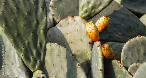 Kwitnienie Kaktusa,