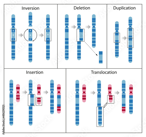 Chromosome mutation is the process of change that results in rearranged chromosome parts